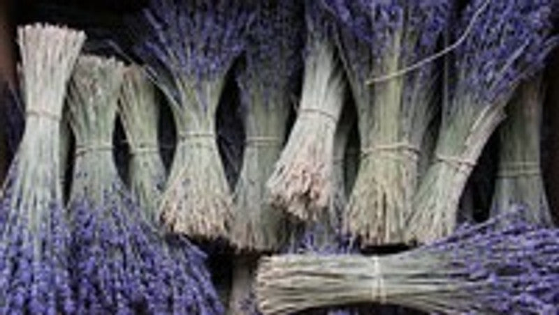 WANT TO GAIN OTHERS’ TRUST? WEAR THE SCENT OF LAVENDER