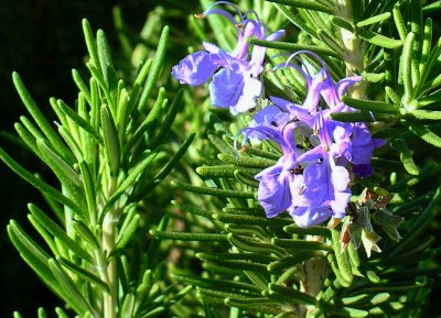 8 REMARKABLE USES FOR ROSEMARY